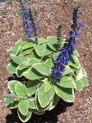 Plectranthus barbatus var grandis White Rhino