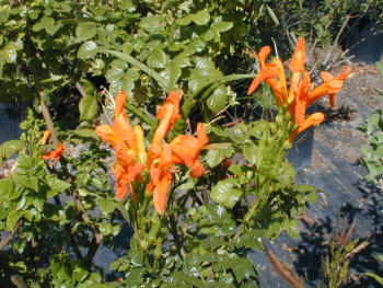 Tecoma capensis Orange
