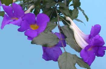Thunbergia erecta Granada Purple