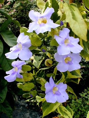 Thunbergia grandiflora Variegata