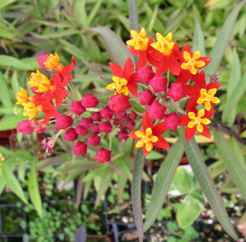 Asclepias curassavica red