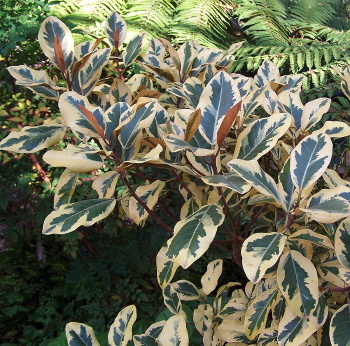 Ficus rubiginosa Variegata