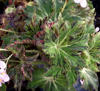 Begonia Palomar Prince