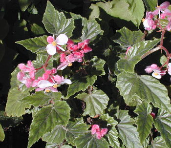 Begonia Alleryi