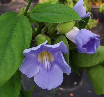 Thunbergia laurifolia