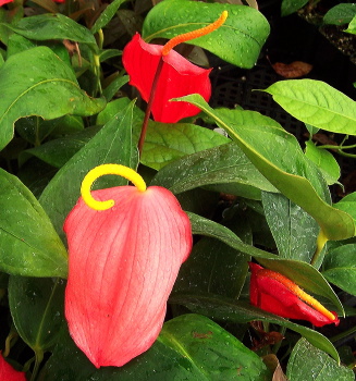 Anthurium scherzerianum