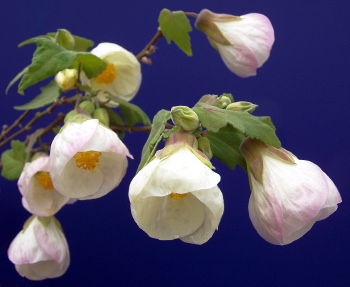 Abutilon x hybridum White