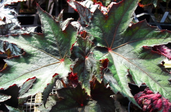 Begonia Janet Brown