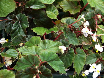 Begonia Concord