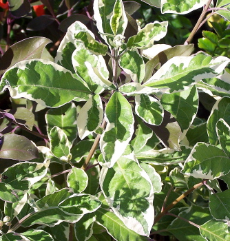 Vitex trifolia Variegata