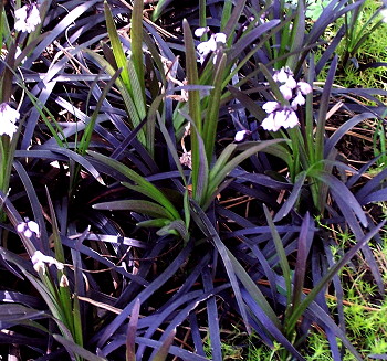 Ophiopogon planiscapus Nigrescens