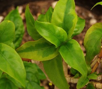 Graptophyllum pictum Aurea Marginata