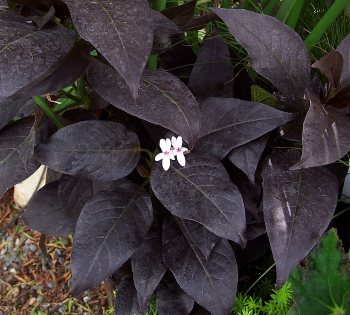 Pseuderanthemum carruthersii Ebony