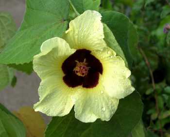 Hibiscus ovalifolius