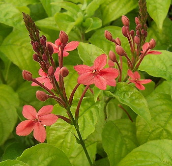Kartuz Greenhouses Ruspolia seticalyx