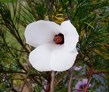 Alyogyne hakeifolia White Form