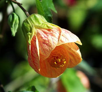 Abutilon x hybridum Apricot Glow
