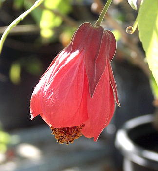 Abutilon x hybridum Red-Orange