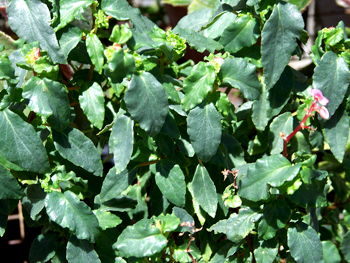 Begonia cubensis