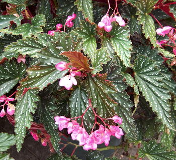 Begonia Sherri Rose