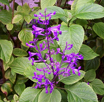 Plectranthus ecklonii - Purple