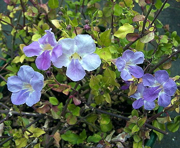 Asystasia gangetica - Light Blue Flower