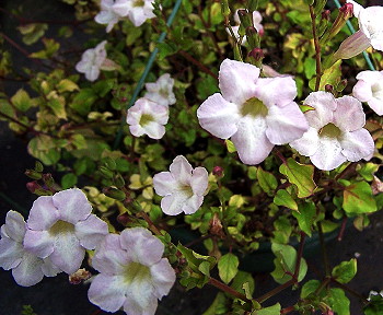 Asystasia gangetica - White Flower