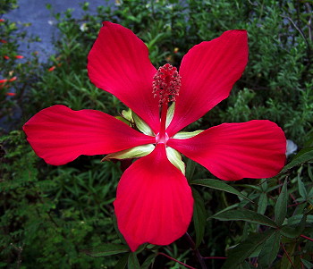 Hibiscus coccineus