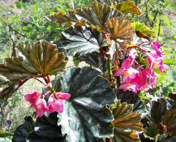 Begonia Faberge