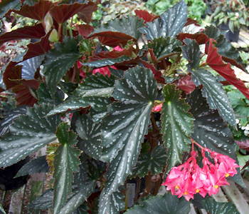 Begonia Master Mark