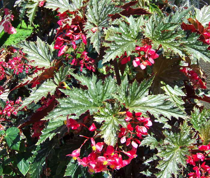 Begonia Lady Lenert