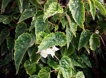 Begonia Carol Pease