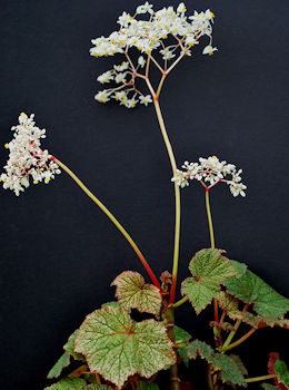 Begonia Gideon