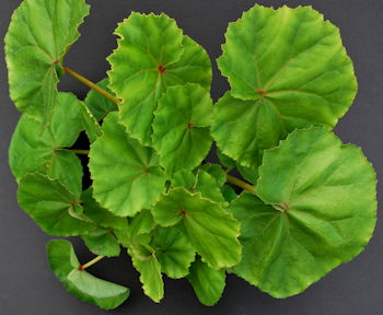 Begonia sericoneura