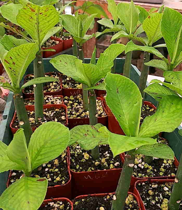 Euphorbia bicompacta var. rubra (Green Form)