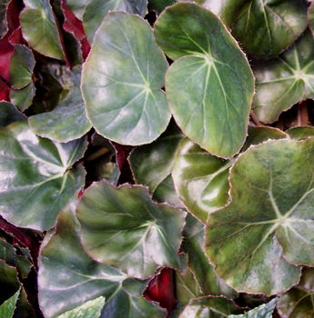 Begonia Erythrophylla