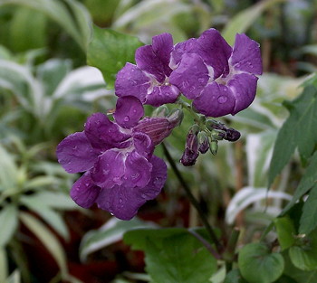 Asystasia gangetica - Dark Purple Flower