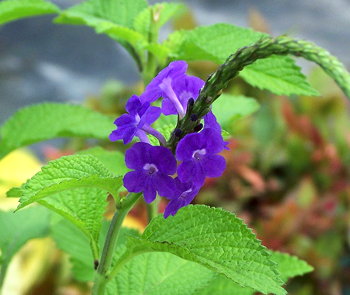 Stachytarpheta Purple Hybrid