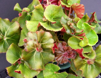 Begonia Erythrophylla Helix