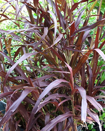 Pennisetum macrostachyum Burgundy Giant