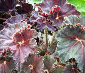 Begonia Carol Knight