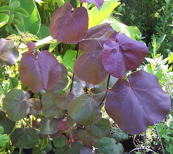 Talipariti tiliaceum var purpurascens