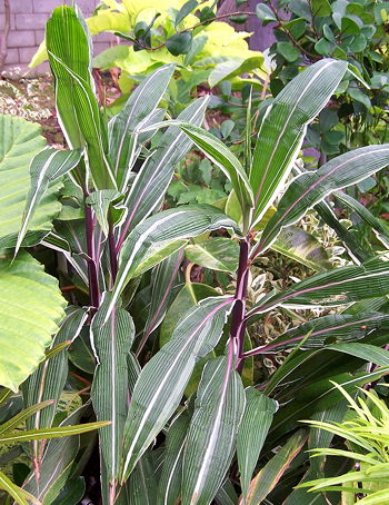 Setaria palmifolia Rubra Variegata