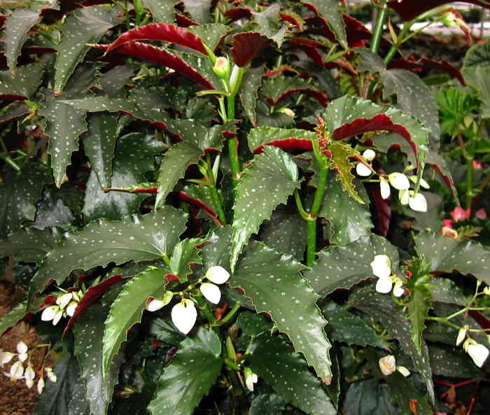 Begonia White Sabers