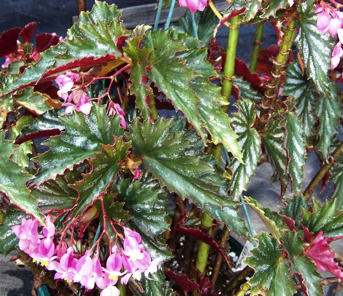 Begonia Lady Corby
