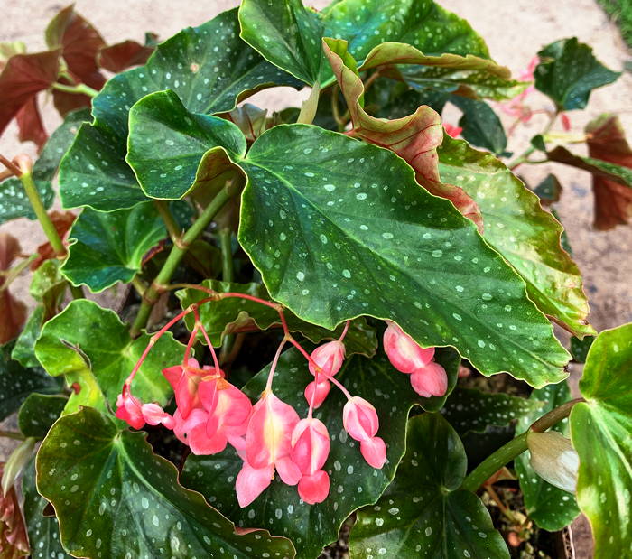 Begonia Afternoon Delight
