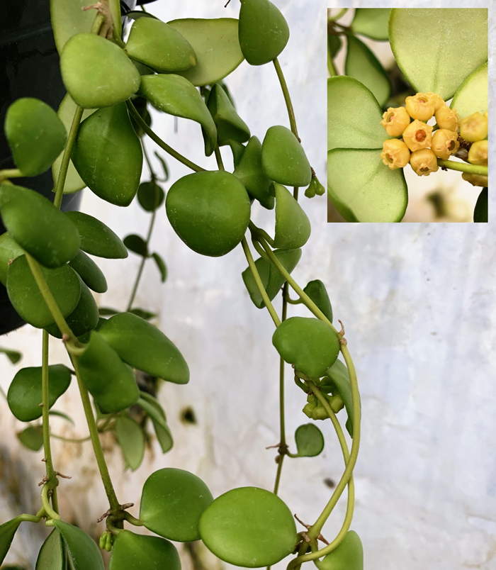 Hoya heuschkeliana Yellow