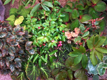 Begonia Shrub-like Collection