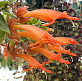 Columnea erythrophaea