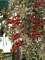 Columnea Frosty Hills